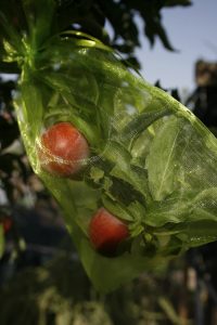 Bolsas de organza para proteger ciruelos