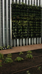 Huertos tradicionales