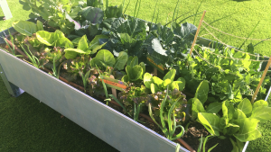 Huertos para colegios