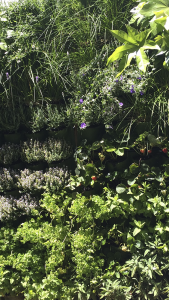 Jardines verticales comestibles
