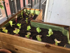 Huertos urbanos a medida en tu balcón, Madrid | La Huertoteca