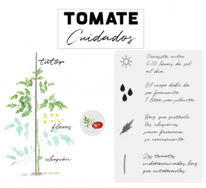 Planta tomates: cuidados