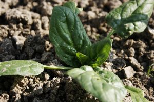 Cultivo de espinaca en el huerto