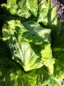 Cuándo cultivar las lechugas