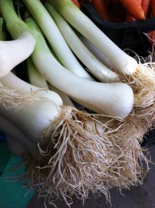 cuándo cultivar puerros