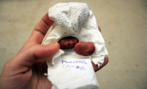 cuándo plantar habas