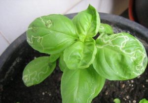 Plagas albahaca: minador de hoja