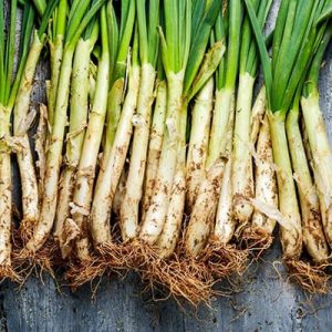 Cultivo calçots