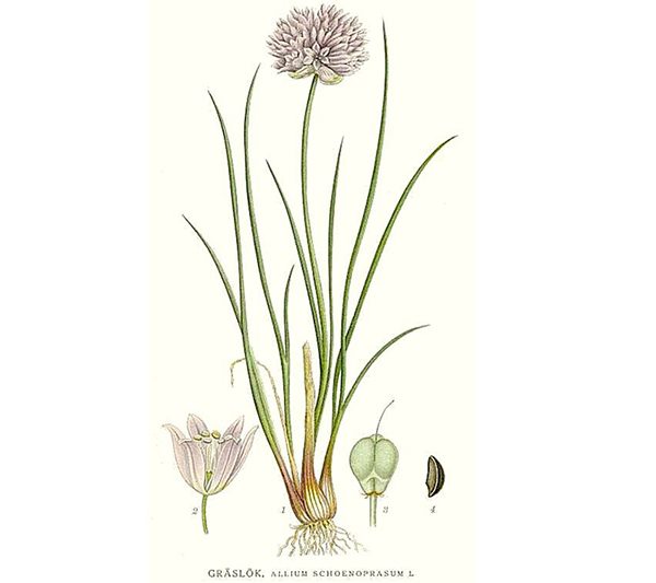Plantas Medicinales Allium Schoenoprasum