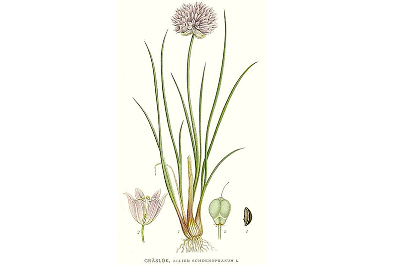 Plantas Medicinales Allium Schoenoprasum