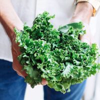 Cultivo de Kale