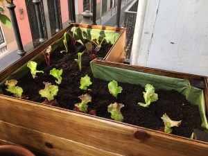 Cómo planificar un huerto en casa