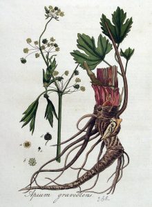 Apio, cómo se cultiva