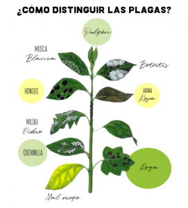 Plagas en hojas hortalizas