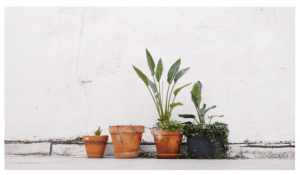 Corto sobre huertos urbanos