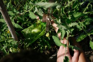 Bolsas de organza para proteger tomates