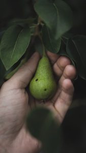 Cómo se planta un peral