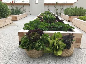 huerto urbano ecológico