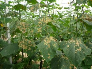 Mildiu tratamiento ecológico