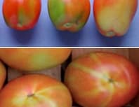 Carencias del tomate: potasio