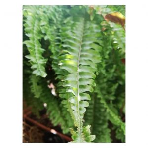 Helecho, planta y curiosidades