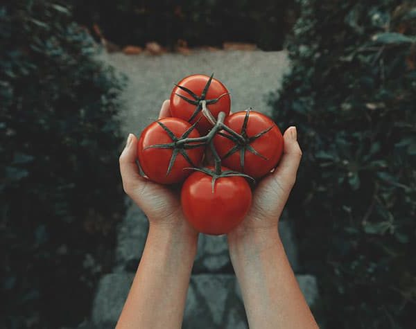 Cultivo variedades de tomates en huerto