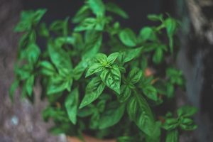 Albahaca, aromáticas que previenen plagas