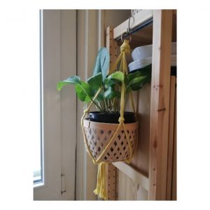 Curiosidades sobre el poto