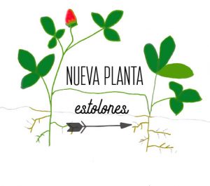 Fresas: reproducción estolones