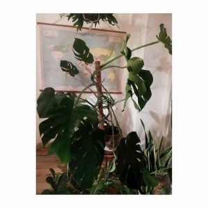 Monstera o Costilla de Adán