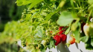 Plantas de fresa para medir la calidad del aire en Madrid