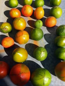 Conservas de tomates verdes