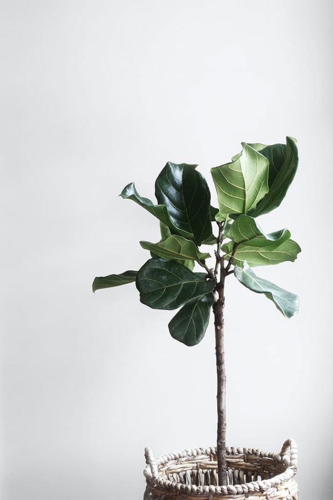 Ficus lyrata: cuidados de la planta