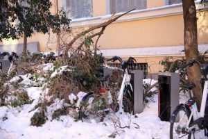 Efectos Filomena en los árboles de Madrid