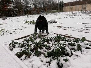 Protección contra la nieve y las heladas en el huerto