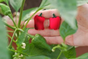 Pendientes con forma de pimientos