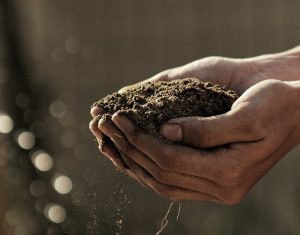 Calendario de siembra en enero