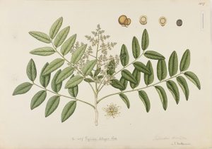 Árbol Sapindus Mukorossi, fruto detergente para ropa