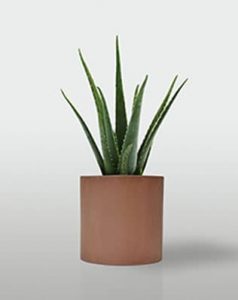 Planta de interior: aloe vera
