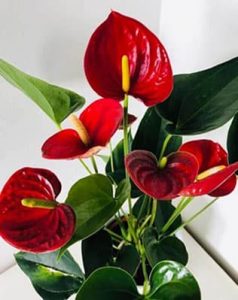 Planta de interior: anturio rojo