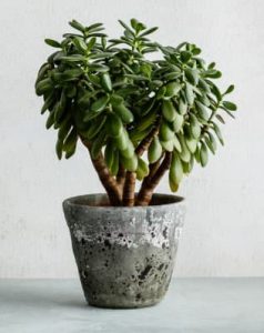 Planta de interior: árbol de jade