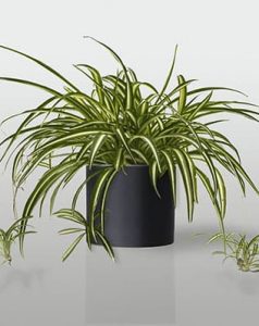 Planta de interior: cinta