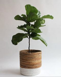 Planta de interior: ficus lyrata