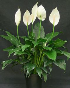 Planta de interior: lirio de la paz