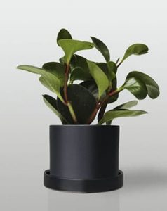 Planta de interior: peperomia