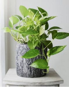 Planta de interior: poto