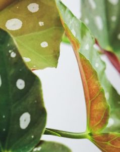 Plantas tóxicas para mascotas: begonia maculata