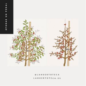 Cómo podar un peral