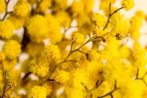 Propiedades de la mimosa