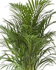 Areca: planta que purifica el aire